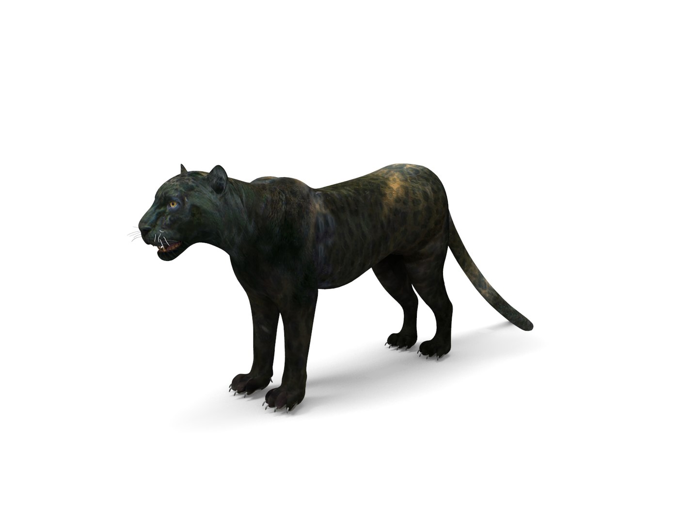panther rigged animation 3D https://p.turbosquid.com/ts-thumb/Uw/O1XpXf/0PEOsyED/panther.862/jpg/1526884067/1920x1080/fit_q87/ccfca22e415746e3c34ddd876ed4fc6063a6c472/panther.862.jpg