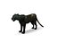 Black Panther Rigged And Animated