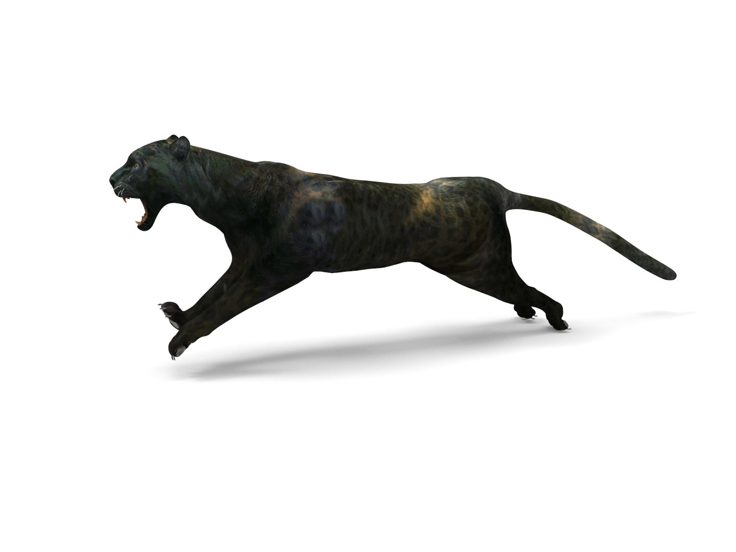 panther rigged animation 3D https://p.turbosquid.com/ts-thumb/Uw/O1XpXf/a5RPVOg6/panther.950/jpg/1526884067/1920x1080/fit_q87/2c3eccd8766c839ef69893d25dc722c0ef10f0f9/panther.950.jpg