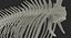 Fish Vertebrae Bones 3D Model