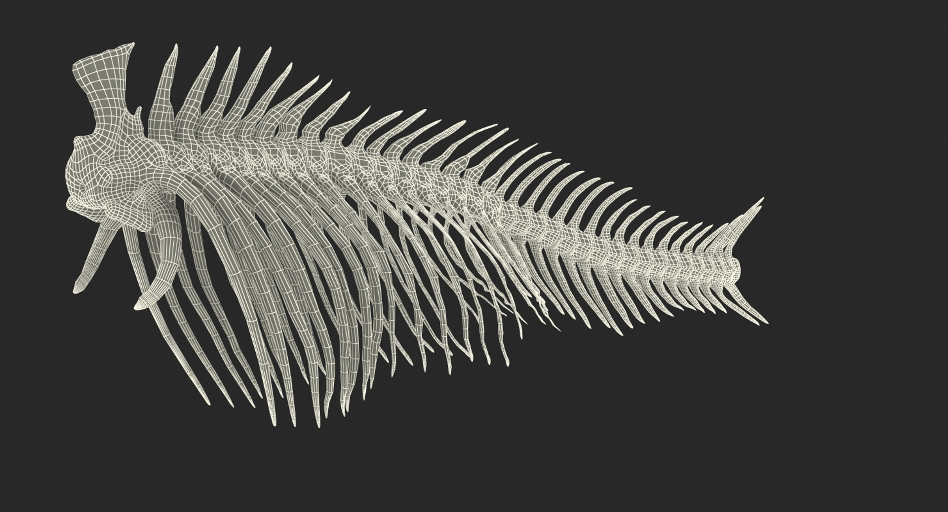 Fish Vertebrae Bones 3D Model - TurboSquid 1329296