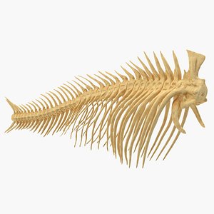 fish vertebrae bones 3D model