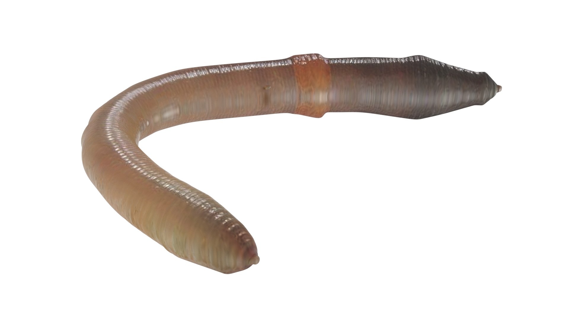 Earthworm 3D - TurboSquid 2280193