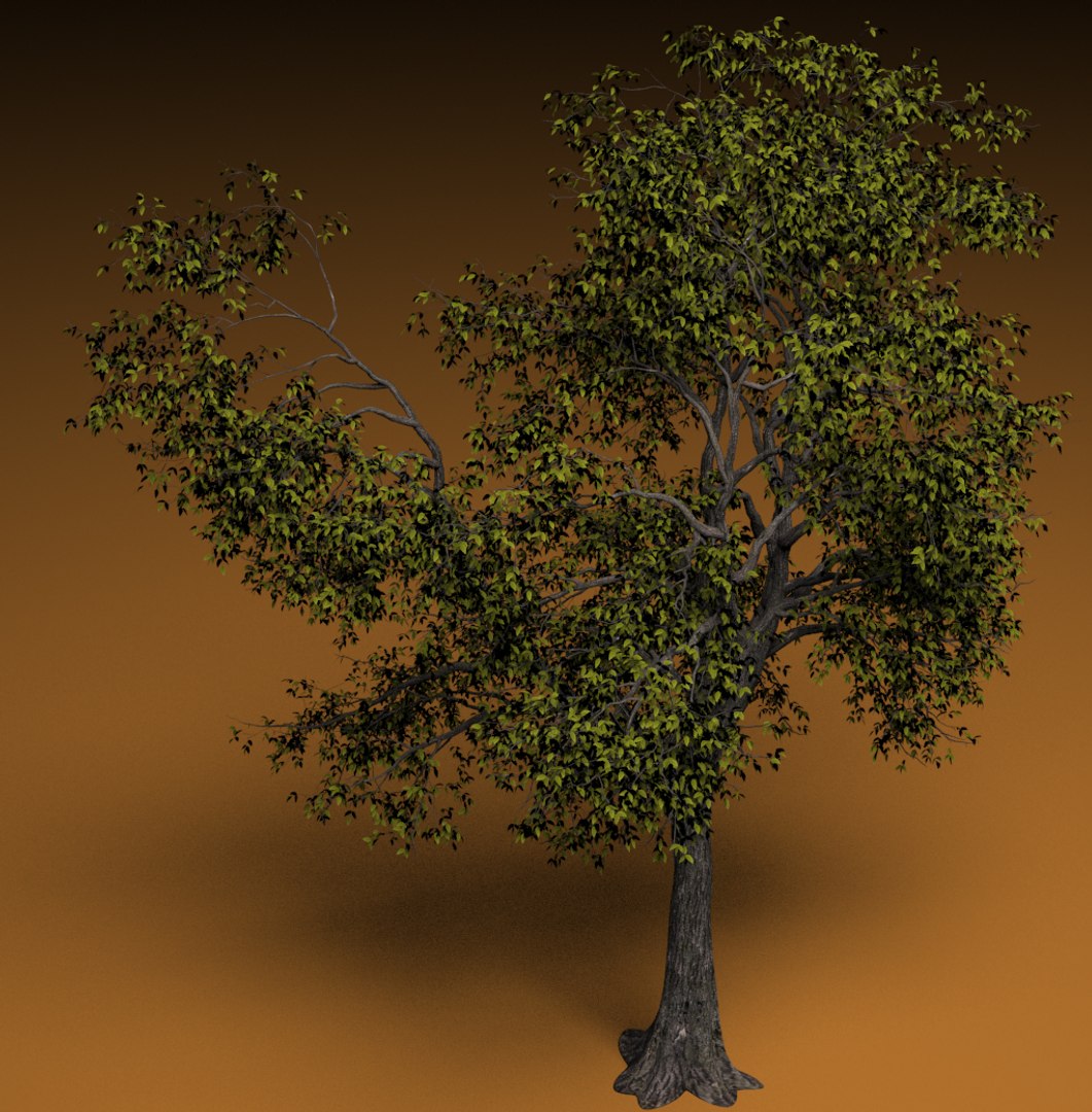 3d Trees