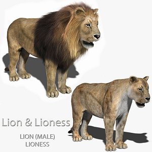 Lion &amp; Lioness FUR