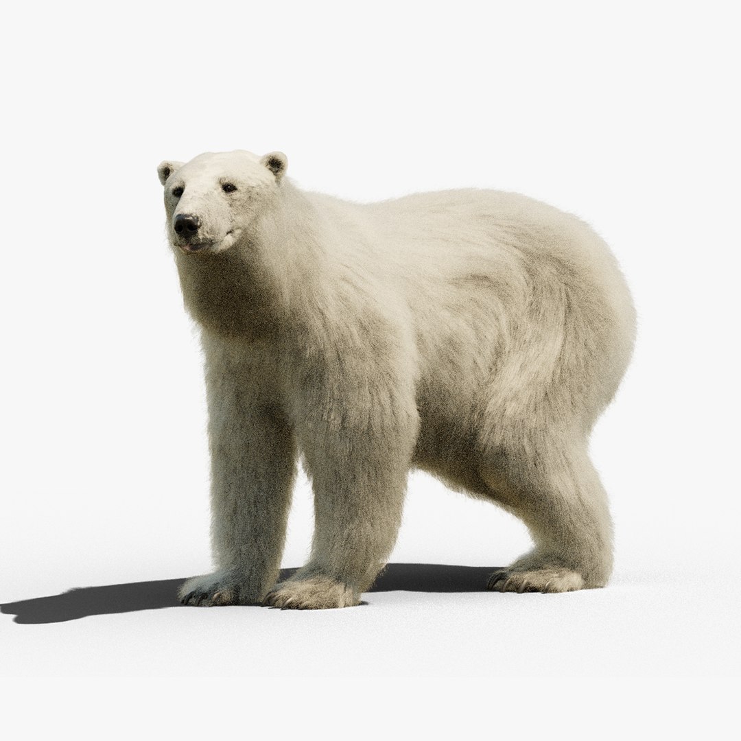 Polar bear animated 3D model https://p.turbosquid.com/ts-thumb/Ux/4wRJgN/wn/00_cover2/png/1765993814/1920x1080/fit_q87/8e592f93008529dd60869265a31823e91007a6d7/00_cover2.jpg