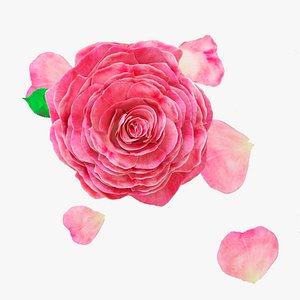 Pink Rose in a Crystal Vase 3D Model Low-poly 3D model 3D model