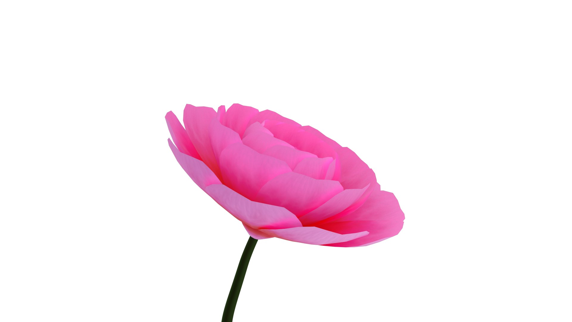 Animated Camellia Flower Bloom 3D https://p.turbosquid.com/ts-thumb/Ux/AnKhq4/k6/cameliagallery0000/png/1683349833/1920x1080/fit_q87/af75f83dde7768dc9ae358339d2a1484e49914c6/cameliagallery0000.jpg