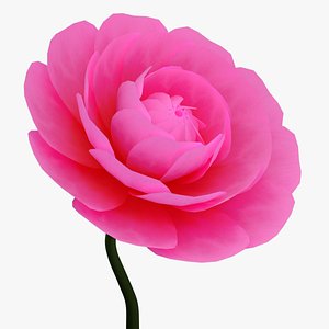 Animated Camellia Flower Bloom 3D