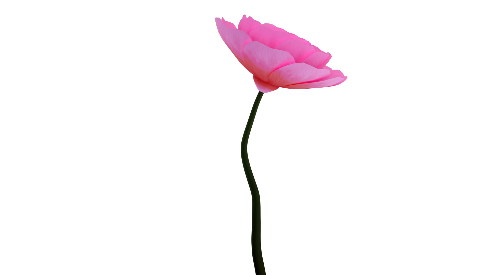 Animated Camellia Flower Bloom 3D https://p.turbosquid.com/ts-thumb/Ux/AnKhq4/s0/cameliagallery0002/png/1683349833/1920x1080/fit_q87/ec4b16d8719622f52fe6bc13d41ea7194994d0ad/cameliagallery0002.jpg