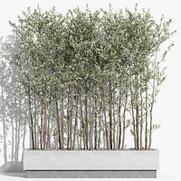 Plants collection 998