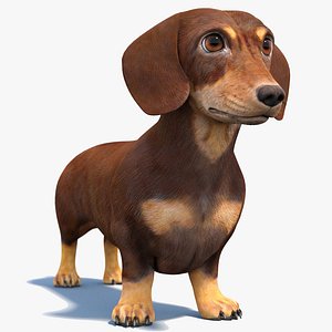 is the dachshund legal in iceland