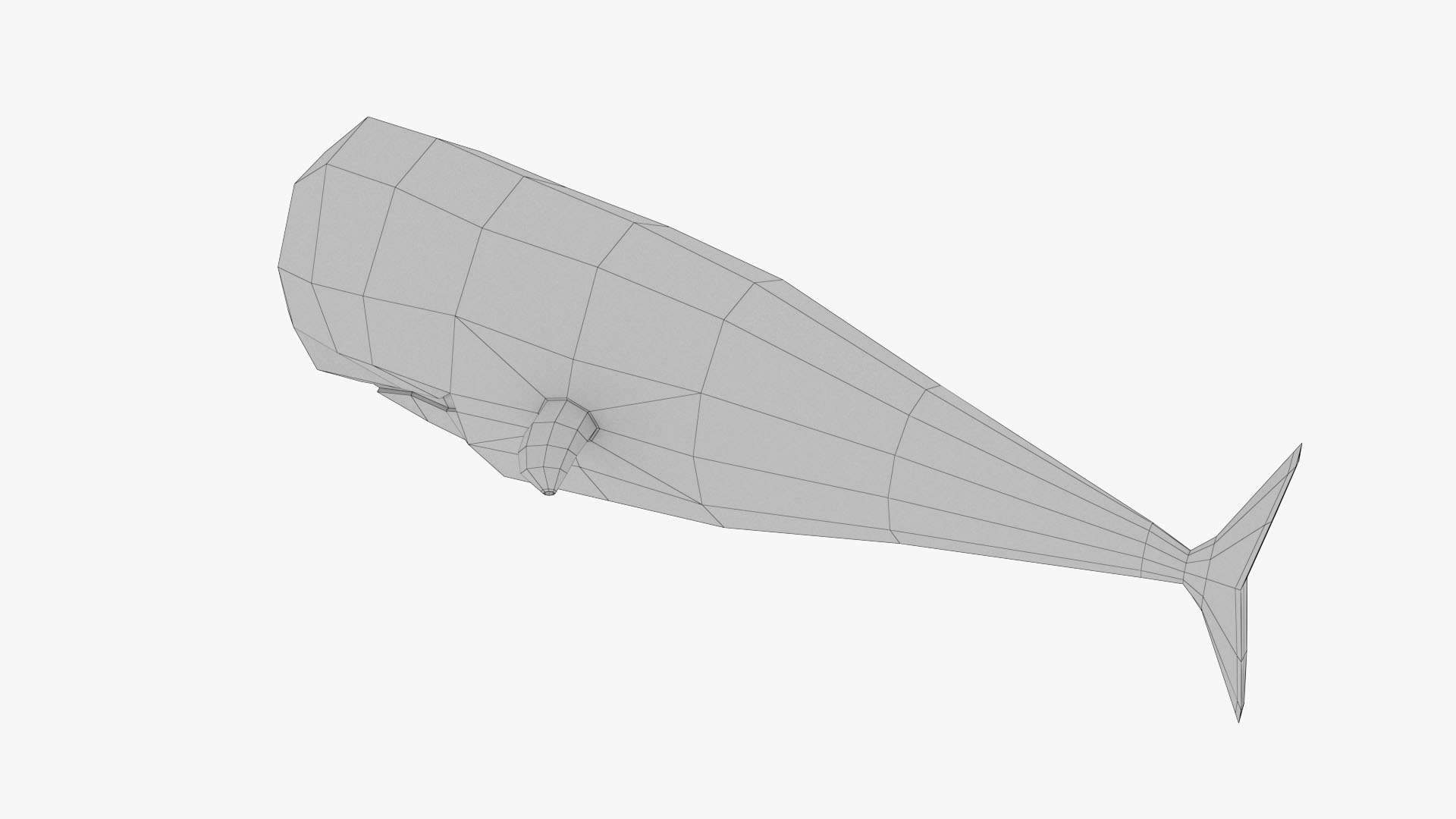 Sperm Whale Inflatable Model - Turbosquid 2186194