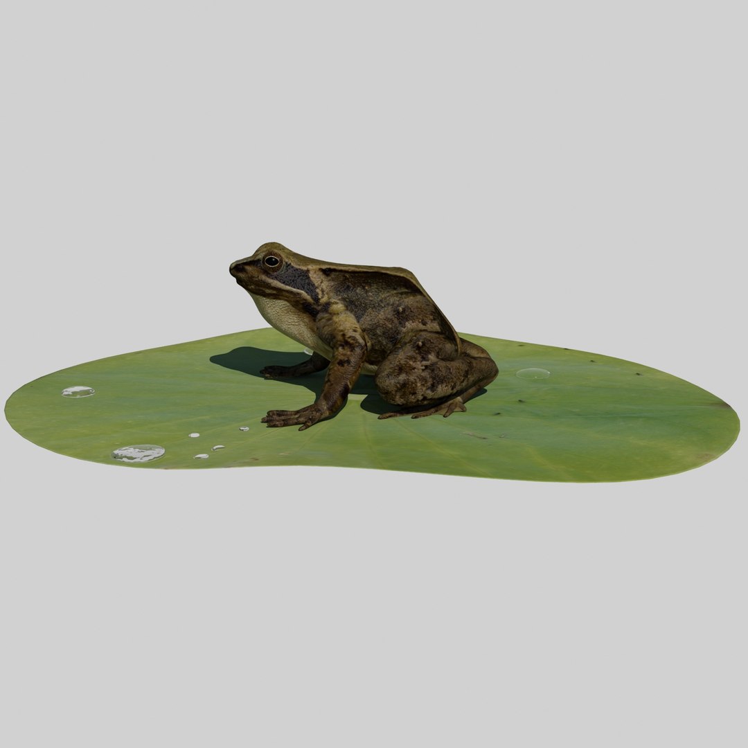 british frog 3d model https://p.turbosquid.com/ts-thumb/Ux/d1Vqlw/7HCyJO2u/frog5/jpg/1413033197/1920x1080/fit_q87/0c309e185bf1fa0bb842ee87fe795abbc346b1b0/frog5.jpg