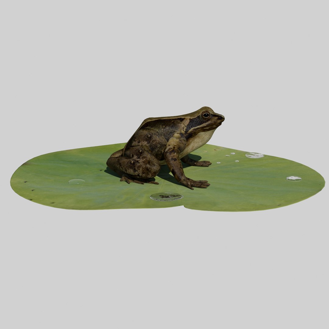 british frog 3d model https://p.turbosquid.com/ts-thumb/Ux/d1Vqlw/FMUpTbp0/frog3/jpg/1413033197/1920x1080/fit_q87/b6e40c5218525b1cd6369f83a683ca752970d07e/frog3.jpg