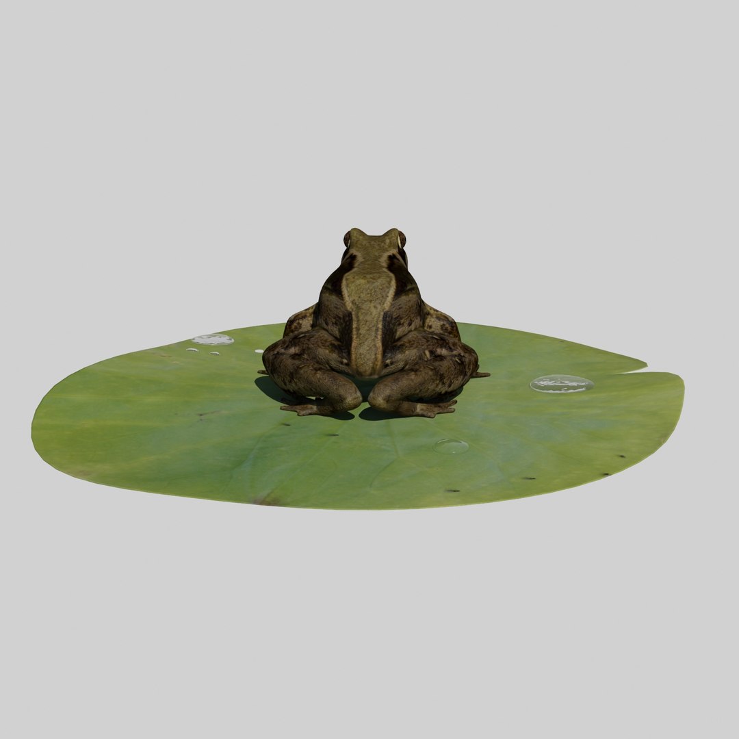 british frog 3d model https://p.turbosquid.com/ts-thumb/Ux/d1Vqlw/Gdm6rW1x/frog4/jpg/1413033197/1920x1080/fit_q87/3bc912df0ab6a9752f590fbbc9cdd7379f9399e1/frog4.jpg