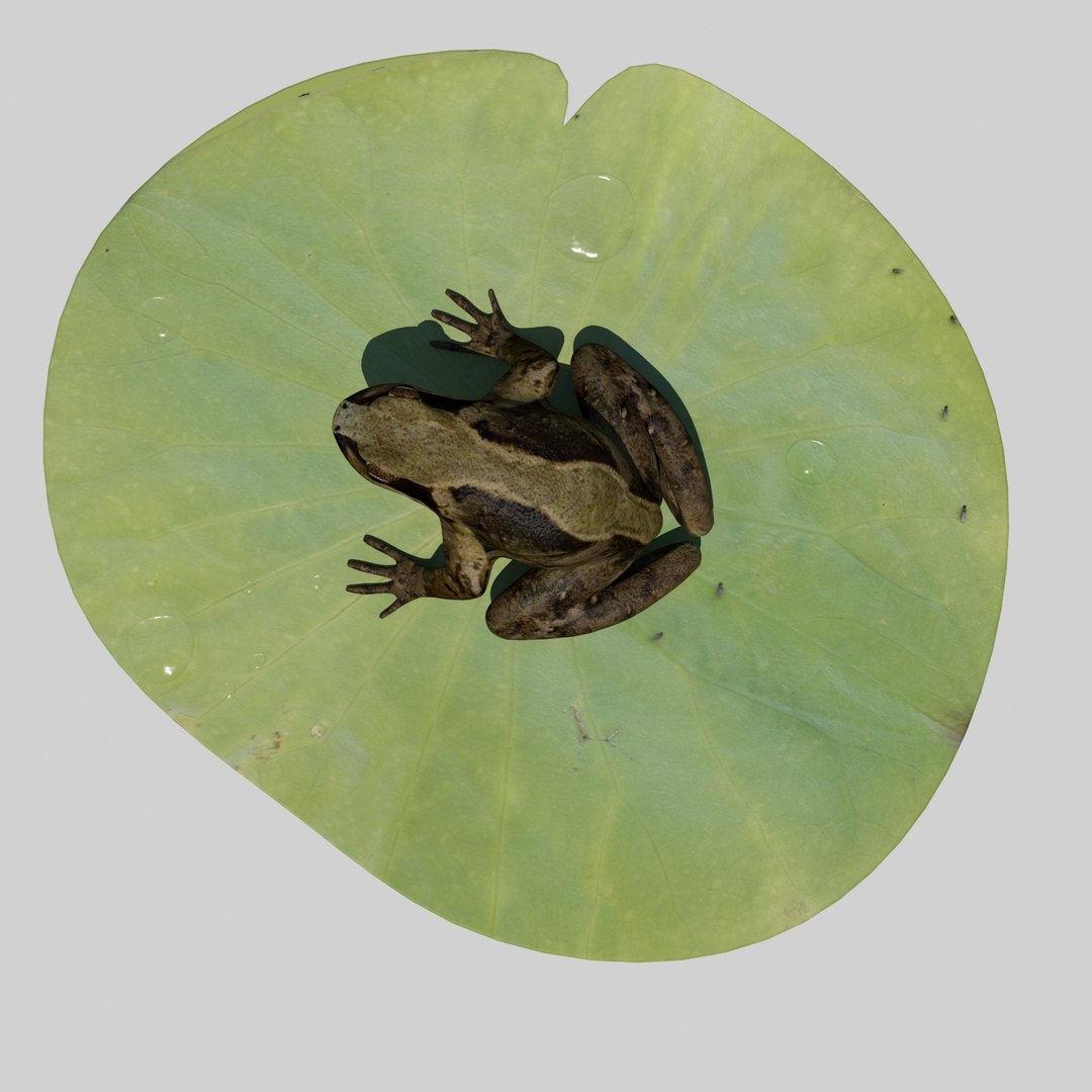 british frog 3d model https://p.turbosquid.com/ts-thumb/Ux/d1Vqlw/QmUN0Lls/frog6/jpg/1413033197/1920x1080/fit_q87/1bbb93acabbfbd5a63df3b2a35f3cb7d8cc2d398/frog6.jpg