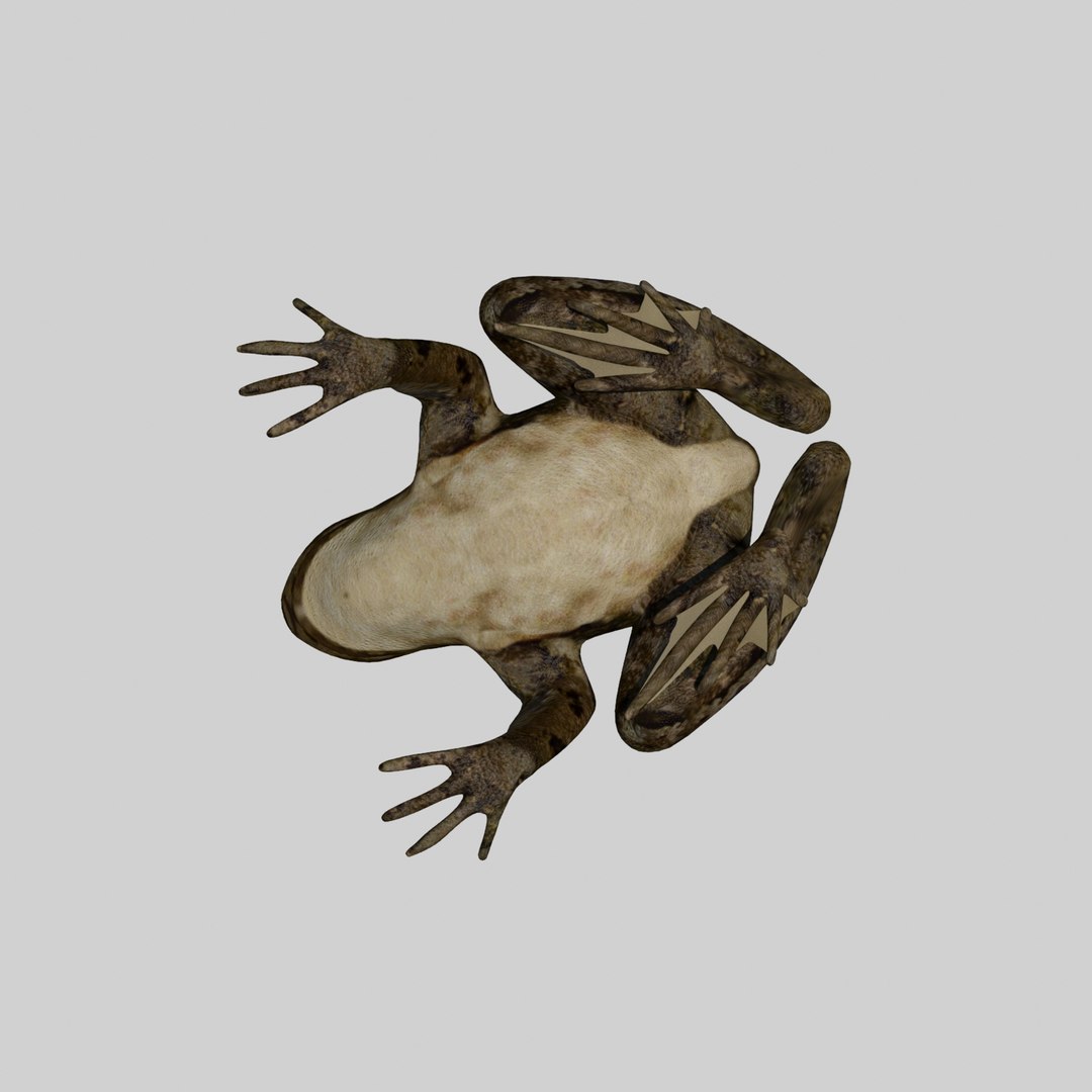 british frog 3d model https://p.turbosquid.com/ts-thumb/Ux/d1Vqlw/b4vB2zzV/frog7/jpg/1413033197/1920x1080/fit_q87/bc4f148f840c47fed3589ca000874d8b6d314fb8/frog7.jpg