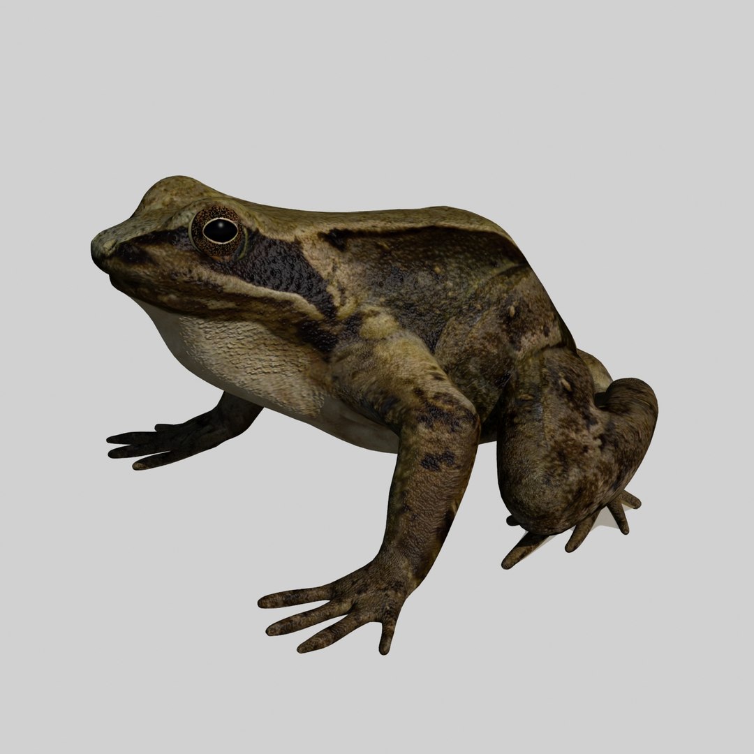 british frog 3d model https://p.turbosquid.com/ts-thumb/Ux/d1Vqlw/hn5uxHmV/frog8/jpg/1413033197/1920x1080/fit_q87/5ac418fcd6f86a890e6bc3d97f142417f422e359/frog8.jpg