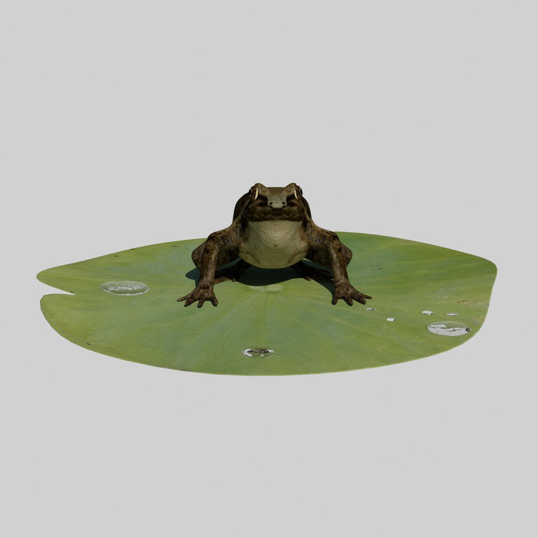 british frog 3d model https://p.turbosquid.com/ts-thumb/Ux/d1Vqlw/oT9mZ020/frog2/jpg/1413033197/1920x1080/fit_q87/9256dfc7996c04562ea8afdcc753a93093c7c496/frog2.jpg