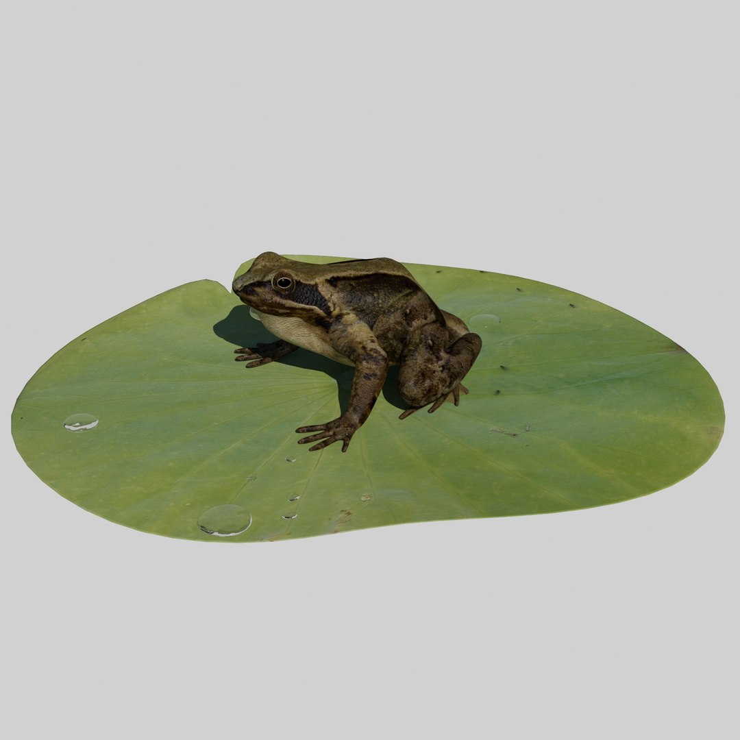 british frog 3d model https://p.turbosquid.com/ts-thumb/Ux/d1Vqlw/tELNmoLL/frog/jpg/1413033197/1920x1080/fit_q87/16155886c43427f0ab7c3c05b1a6e0e4d2d2a418/frog.jpg