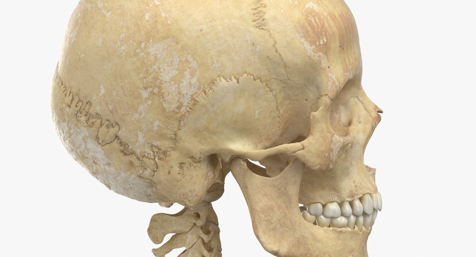 anatomy human male 3D model https://p.turbosquid.com/ts-thumb/Ux/nwDmVE/6S/thumbnail_0010/jpg/1606663436/1920x1080/fit_q87/d9fe03a0bd4c19e71cfcf4cadcf2ca17cf93e2cc/thumbnail_0010.jpg