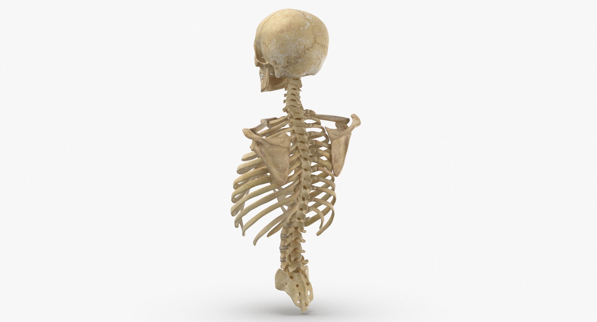 anatomy human male 3D model https://p.turbosquid.com/ts-thumb/Ux/nwDmVE/Dv/thumbnail_0005/jpg/1606663446/1920x1080/fit_q87/3934aa6ef85950c4f0bbc2f988e6662d0146ee83/thumbnail_0005.jpg
