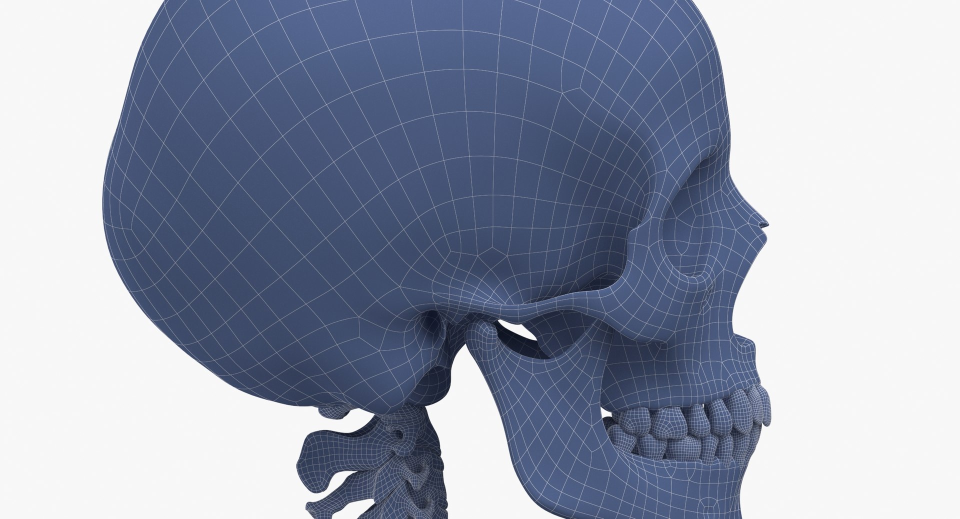 anatomy human male 3D model https://p.turbosquid.com/ts-thumb/Ux/nwDmVE/Jc/wireframe_0010/jpg/1606663475/1920x1080/fit_q87/79331b02d501b54532b0121b198e8faaa3f3d47f/wireframe_0010.jpg
