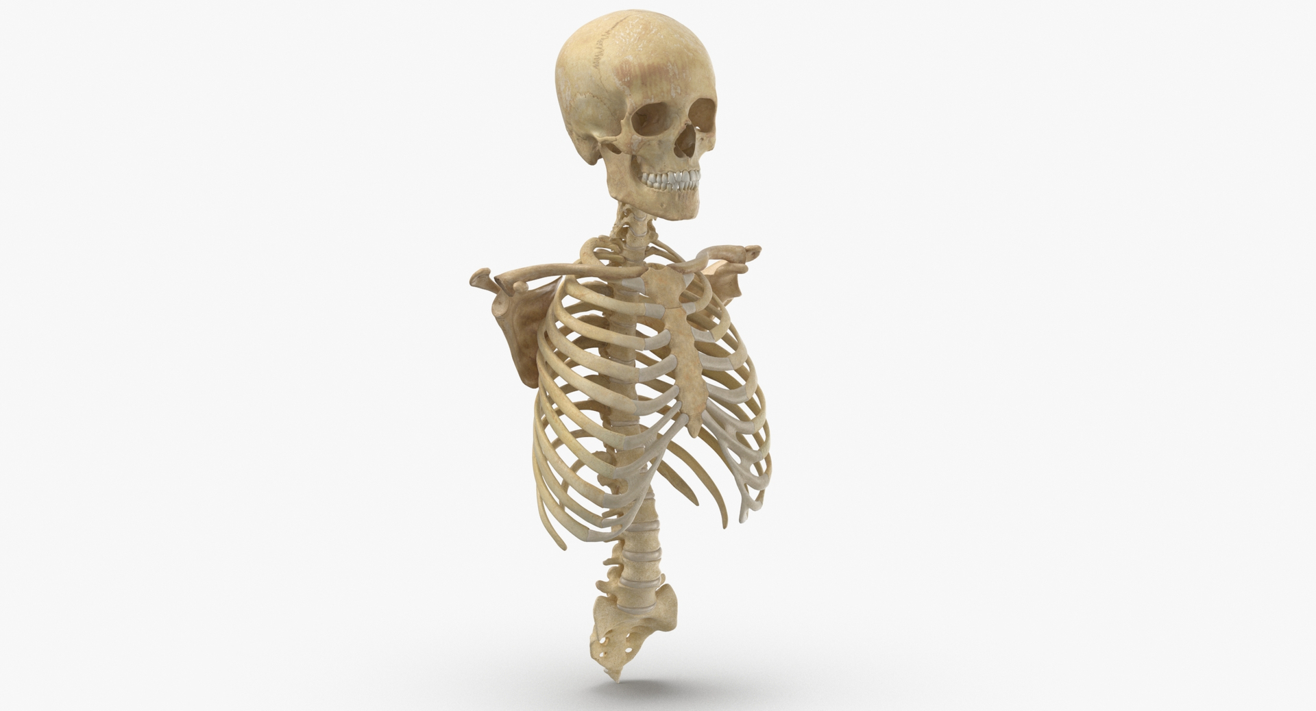 anatomy human male 3D model https://p.turbosquid.com/ts-thumb/Ux/nwDmVE/Kf/0000/jpg/1606663219/1920x1080/turn_fit_q99/fe137128552d9086cf2248e185d89ecd0cfb0e6e/0000-1.jpg