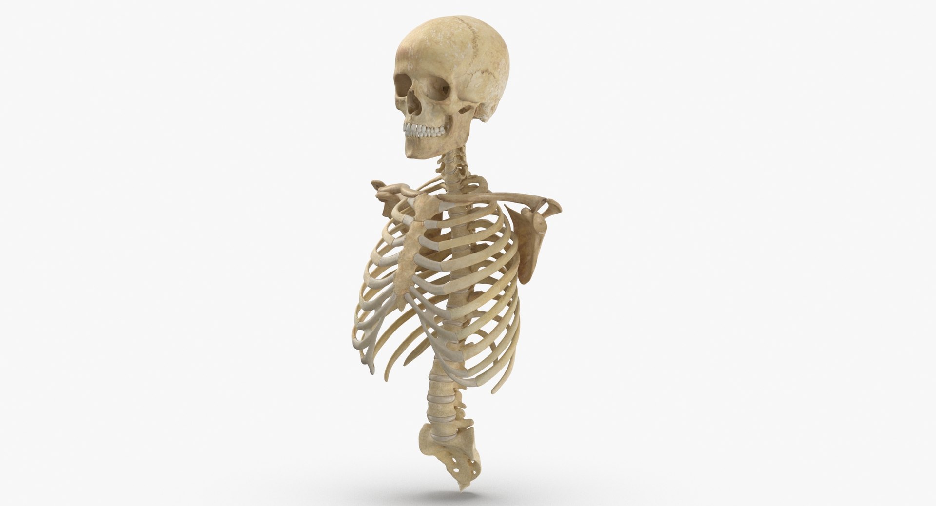 anatomy human male 3D model https://p.turbosquid.com/ts-thumb/Ux/nwDmVE/LF/thumbnail_0004/jpg/1606663427/1920x1080/fit_q87/8fb5022a270b7f392b13a4591f0a1d63930aa4ba/thumbnail_0004.jpg