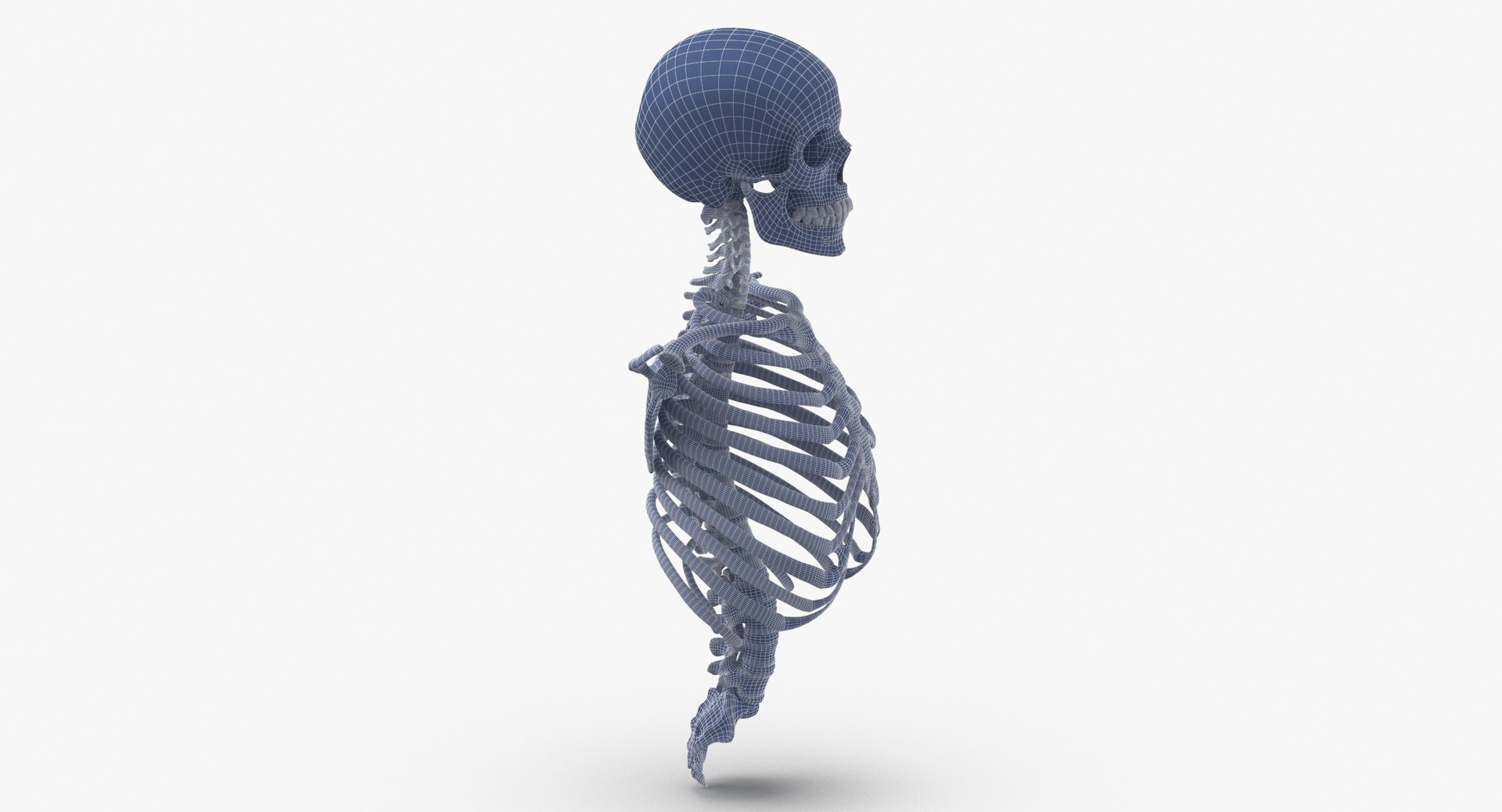 anatomy human male 3D model https://p.turbosquid.com/ts-thumb/Ux/nwDmVE/et/wireframe_0003/jpg/1606663454/1920x1080/fit_q87/6d65e76fcf9289193905659e19a6def60d24ce69/wireframe_0003.jpg