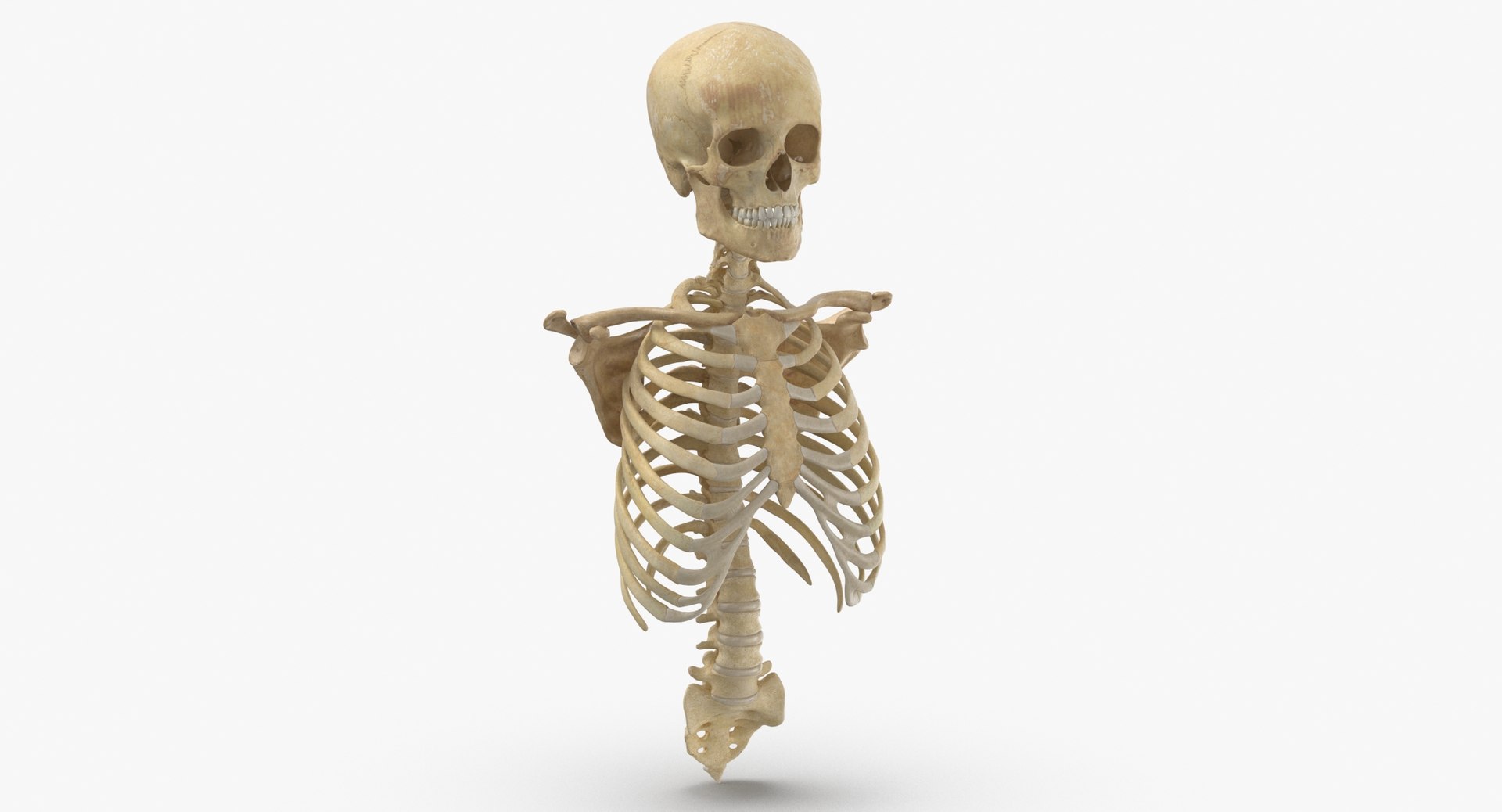 anatomy human male 3D model https://p.turbosquid.com/ts-thumb/Ux/nwDmVE/m9/thumbnail_0002/jpg/1606663421/1920x1080/fit_q87/9acc60a7898f202bec6aa35fe0a679d7296981be/thumbnail_0002.jpg