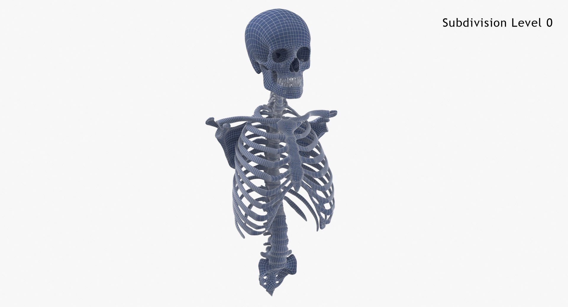 anatomy human male 3D model https://p.turbosquid.com/ts-thumb/Ux/nwDmVE/mK/subdiv0_000/jpg/1606663590/1920x1080/fit_q87/40d1a4551db0d785f86795ba71932c9b9bb75297/subdiv0_000.jpg