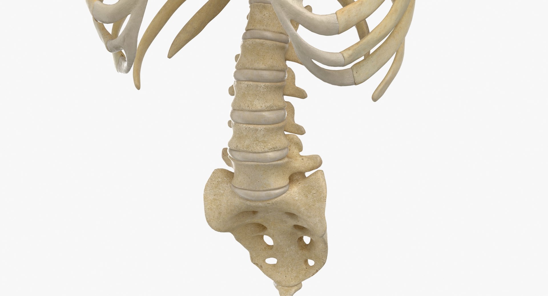 anatomy human male 3D model https://p.turbosquid.com/ts-thumb/Ux/nwDmVE/oE/thumbnail_0009/jpg/1606663440/1920x1080/fit_q87/3500b396cba6080f5ebe13670dbf596010d5a757/thumbnail_0009.jpg
