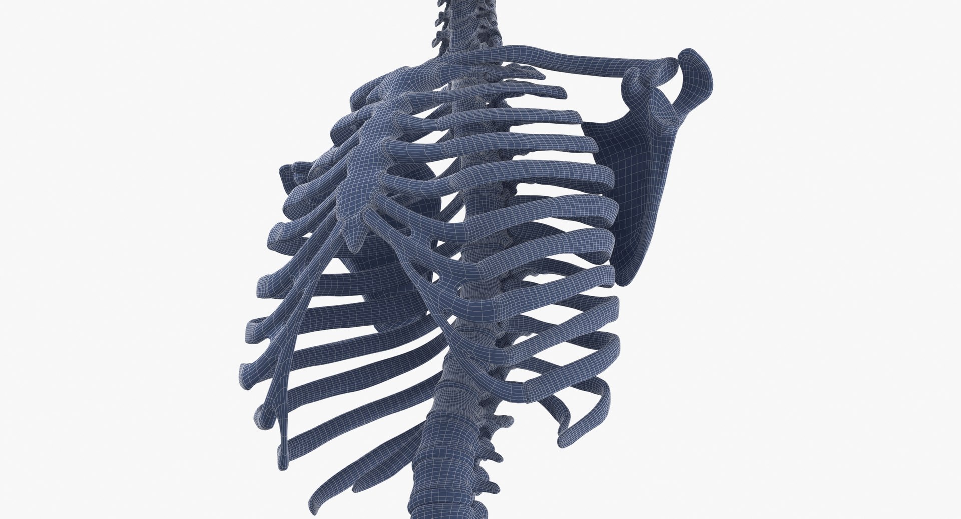 anatomy human male 3D model https://p.turbosquid.com/ts-thumb/Ux/nwDmVE/sB/wireframe_0008/jpg/1606663511/1920x1080/fit_q87/95018eba5981857799e043b257d23a73428e6289/wireframe_0008.jpg