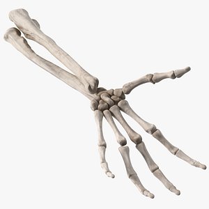 Skeleton Arm