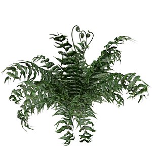 Western Sword Fern Plant - 01 -