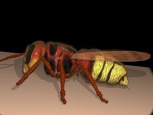 Hornet