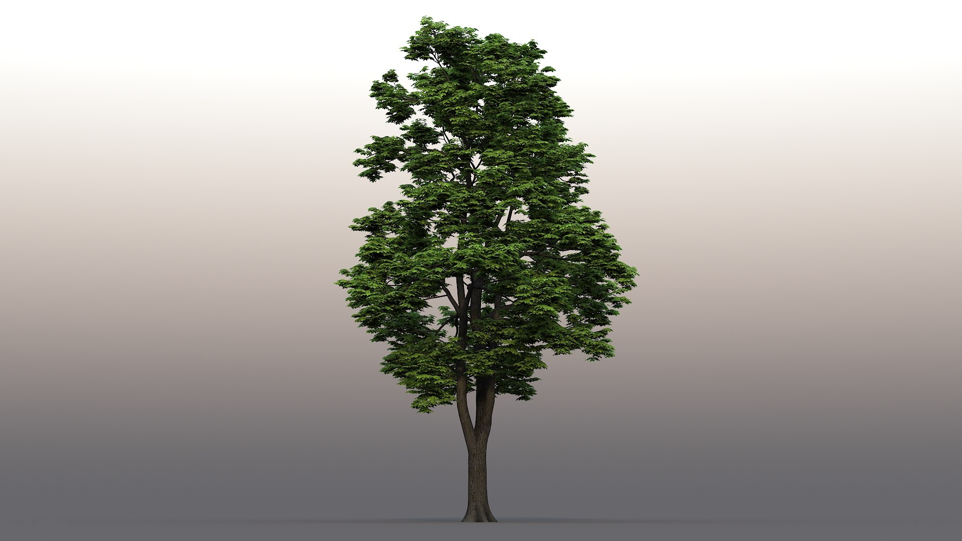 3D tree maple https://p.turbosquid.com/ts-thumb/Uy/63TzDX/2H/productshot01/jpg/1608571981/1920x1080/fit_q87/a3f1667ad2c00a761049937eb696c0a01fb3ac09/productshot01.jpg