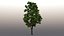 3D tree maple