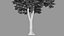 3D tree maple