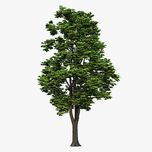 3D tree maple