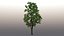 3D tree maple