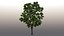 3D tree maple