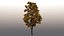3D tree maple