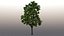 3D tree maple