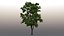 3D tree maple