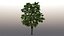 3D tree maple