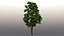 3D tree maple