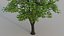 3D tree maple